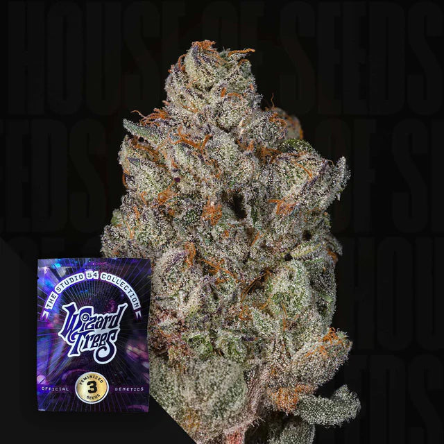 Studio Cherry🏆Feminized 3 Seeds