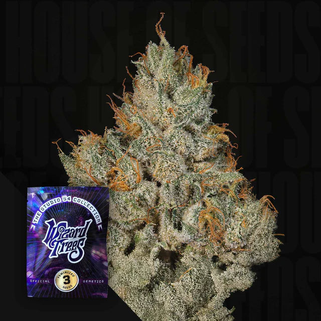 Studio Sesh 🏆 Feminized 3 Seeds