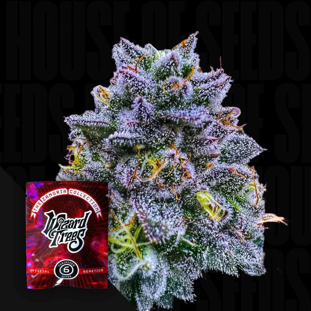 UVAZ 🏆Feminized 6 Seeds