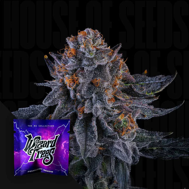 Wizard Fuel🏆Feminized 3 Seeds