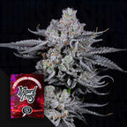 Zangria Funk 🏆Feminized 3 Seeds