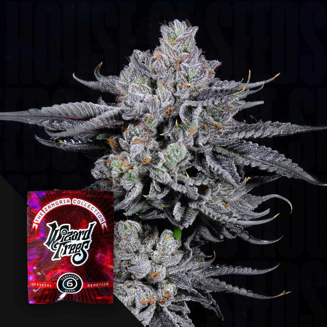 Zangria Funk 🏆Feminized 3 Seeds