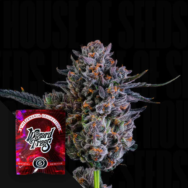 Zorroz🏆Feminized 6 Seeds