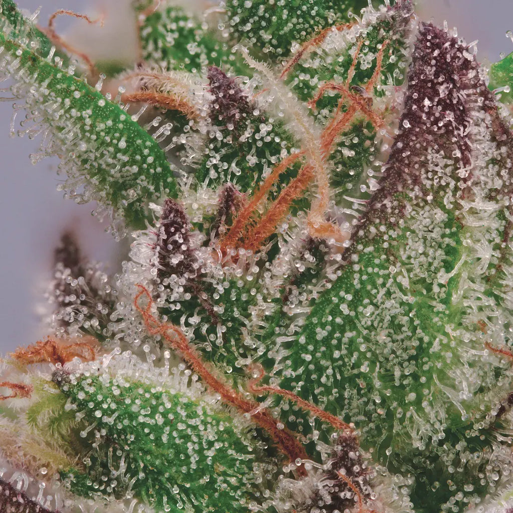 Wappa🏆Feminized 3Seeds