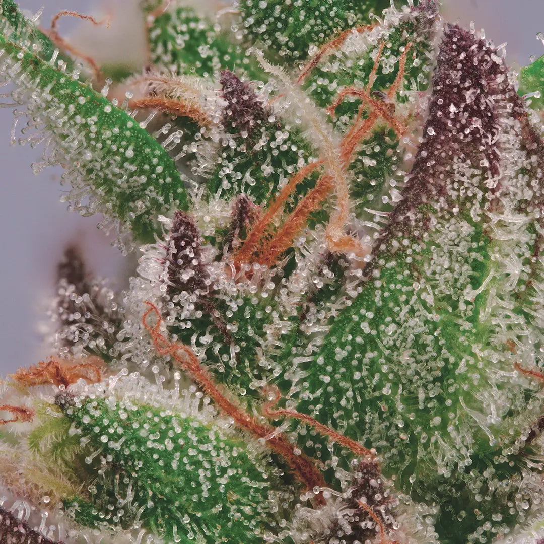 Wappa🏆Feminized 3Seeds