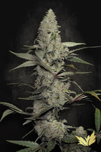Wappa🏆Feminized 3Seeds