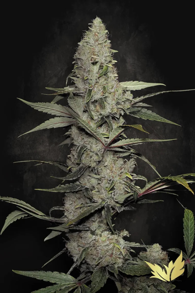 Wappa🏆Feminized 3Seeds