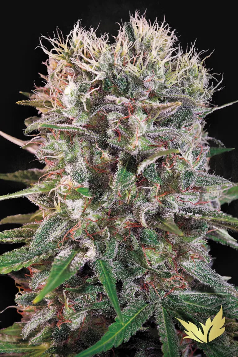 Wappa🏆Feminized 3Seeds