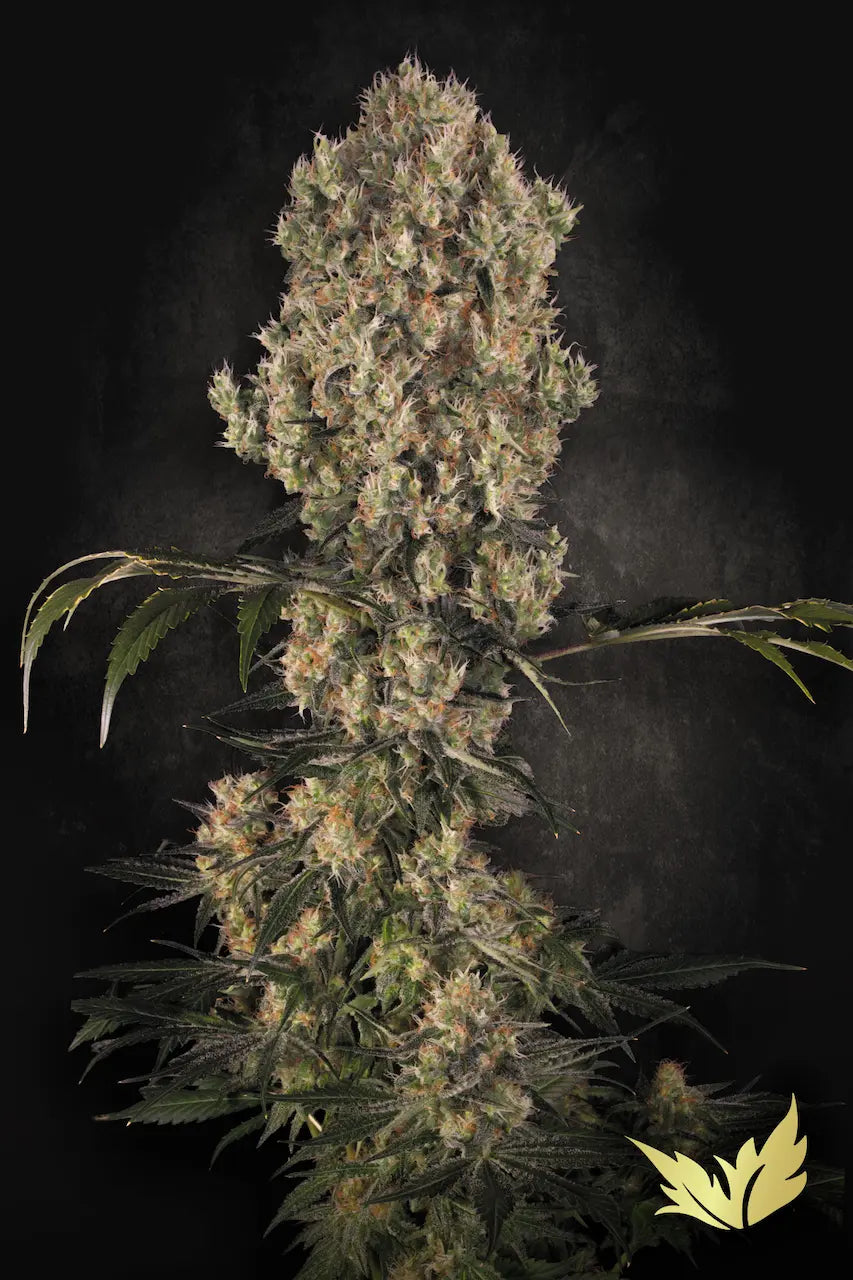 White Berry🏆Feminized 3Seeds