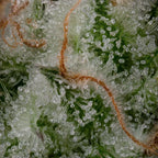 White Noise Feminized 3Seeds