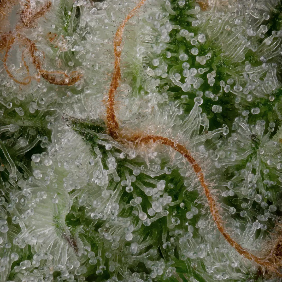 White Noise Feminized 3Seeds
