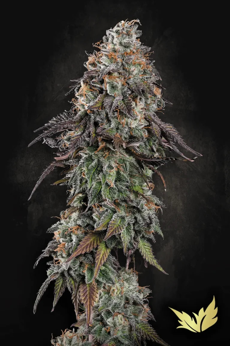 White Noise Feminized 3Seeds