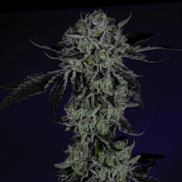 White Zangria 🏆 Feminized 3 oder 6 Seeds