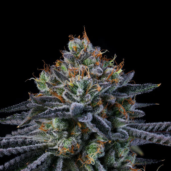 WINDU🏆Feminized 6 Seeds