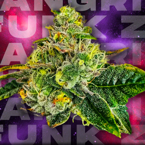 Zangria Funk 🏆Feminized 3 Seeds