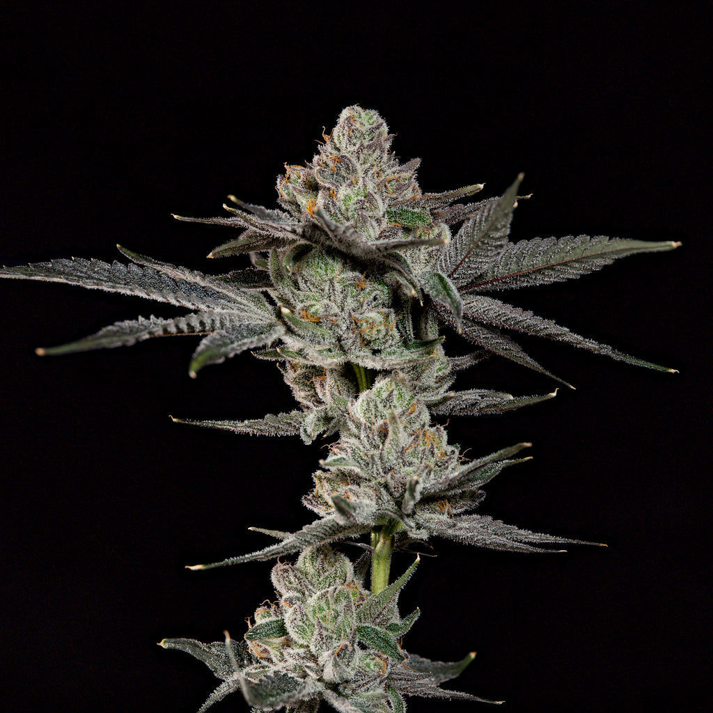 Z Nerdz🏆Feminized 3 Seeds