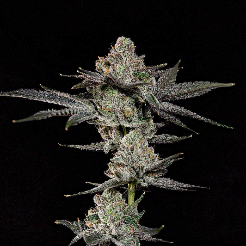 Z Nerdz🏆Feminized 3Seeds
