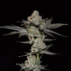 Z Nerdz🏆Feminized 3Seeds