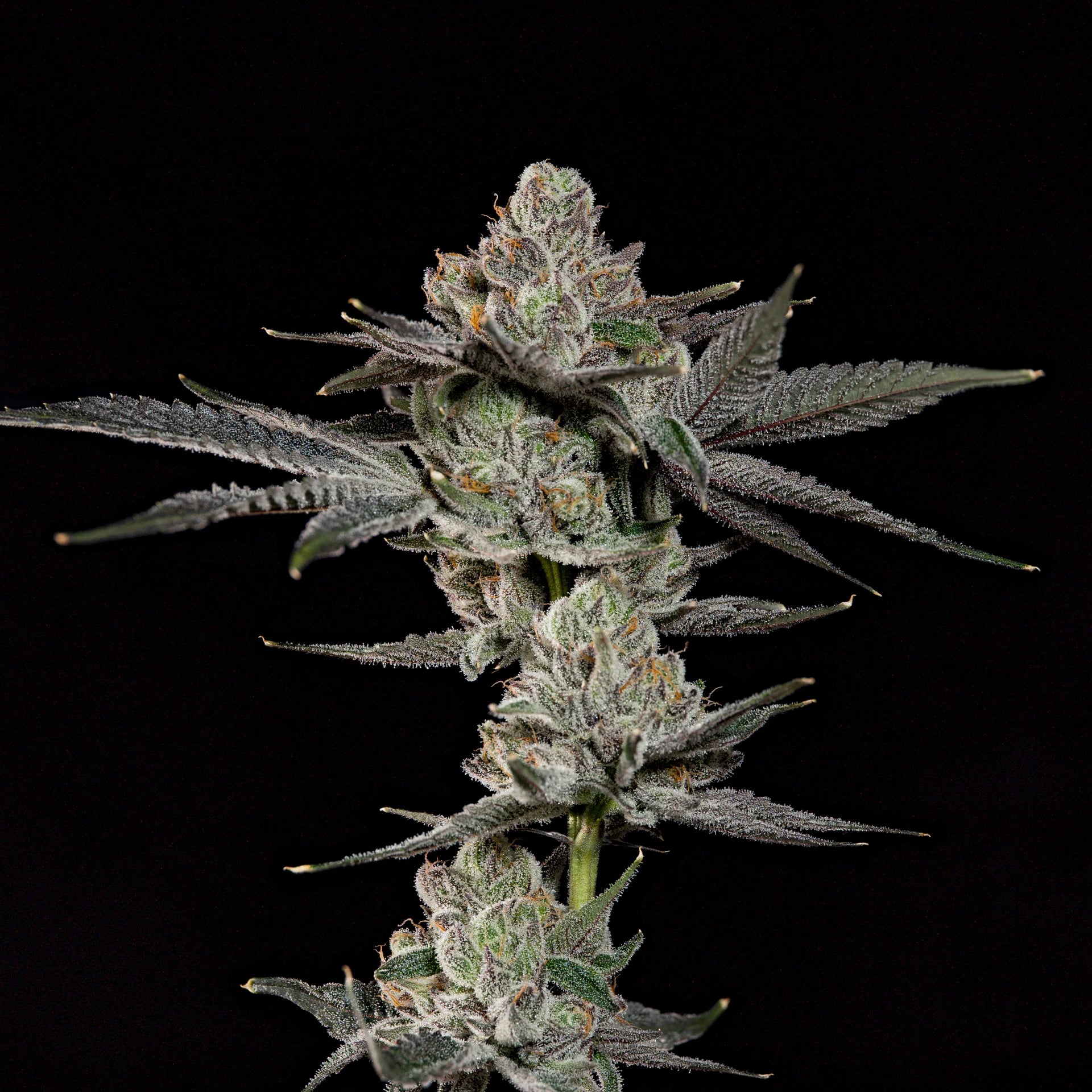 Z Nerdz🏆Feminized 3Seeds