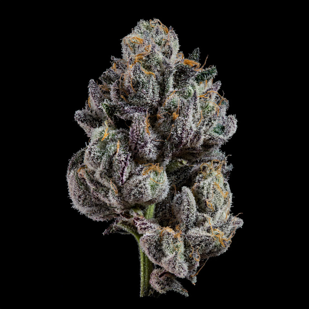 Z Nerdz🏆Feminized 3Seeds