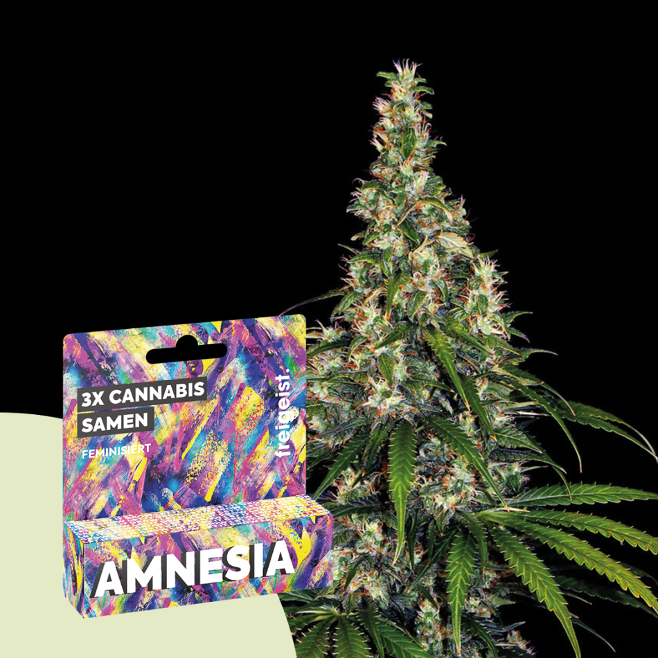 Feminisiert "Amnesia" 3 Stück