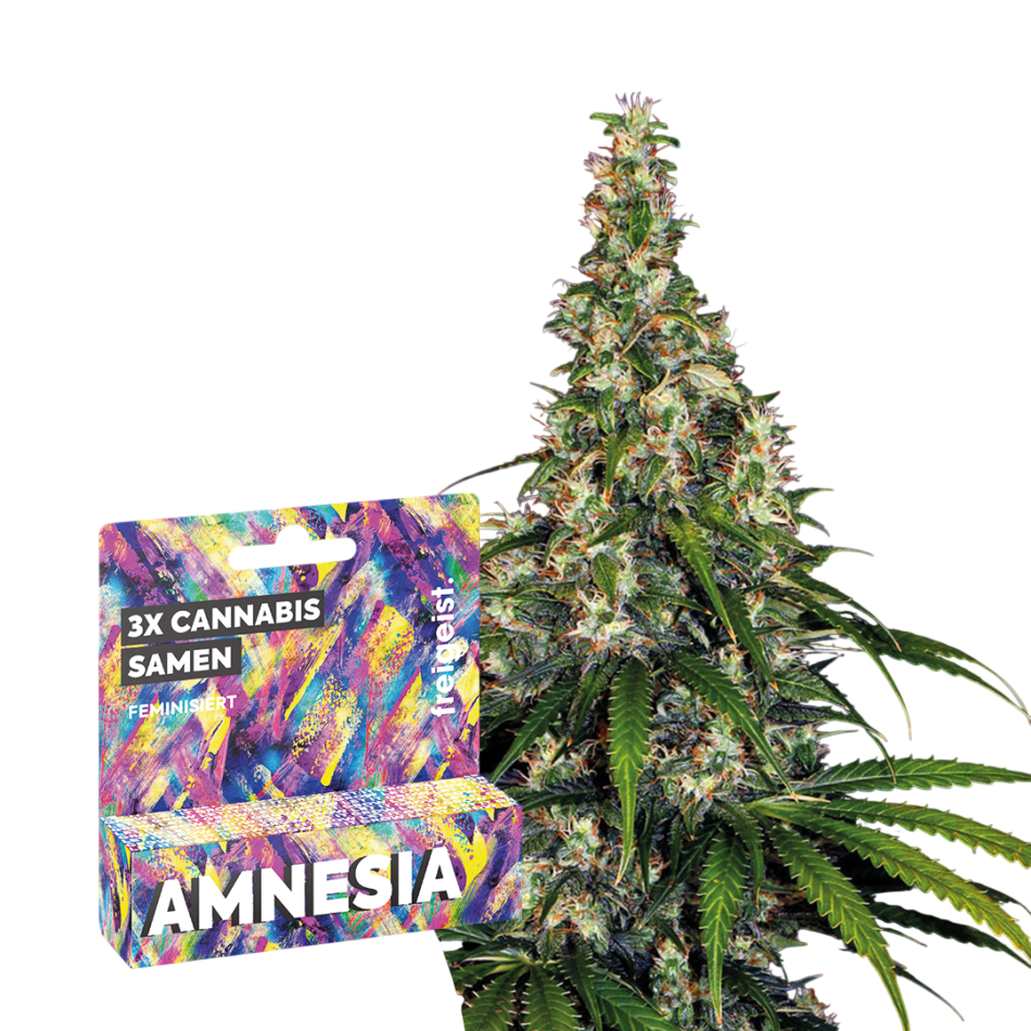 Feminizuar "Amnesia" 3 copë