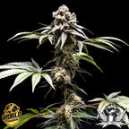 World Breeders 5 Seeds Fizzy Gum