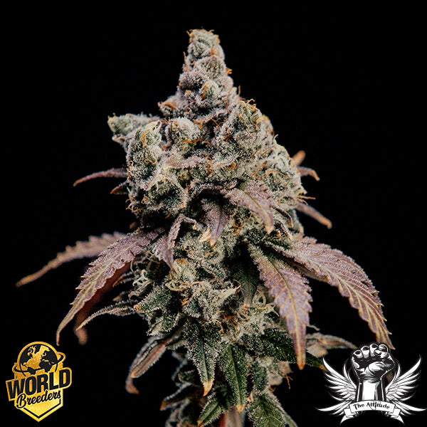 World Breeders 5 Seeds Hidden Vice