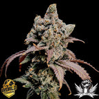 World Breeders 5 Seeds Hidden Vice