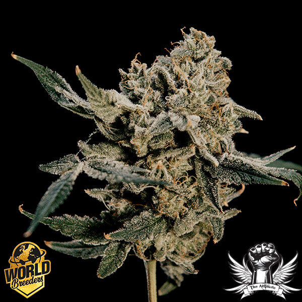 Hokuzan Feminized 5 Seeds