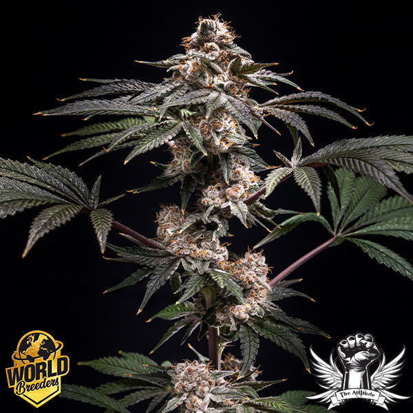 World Breeders Seeds Pilot