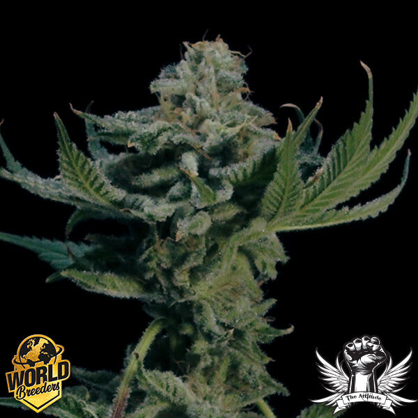 World Breeders 5 Seeds Tropic Gem