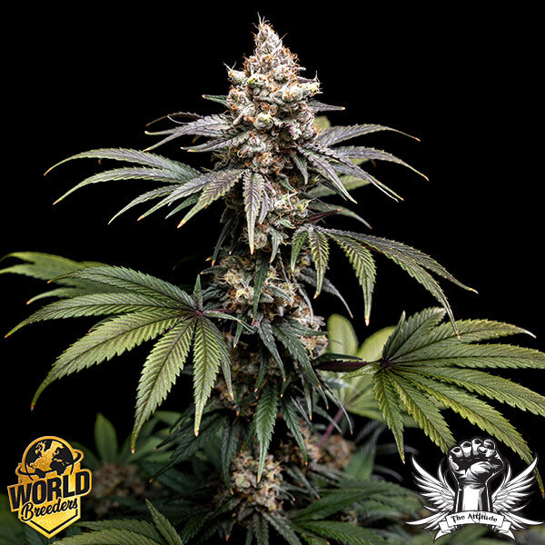 World Breeders 5 Seeds Tropic Gem