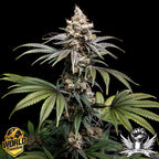 World Breeders 5 Seeds Tropic Gem