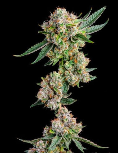 Glue 31 Feminized 7Seeds