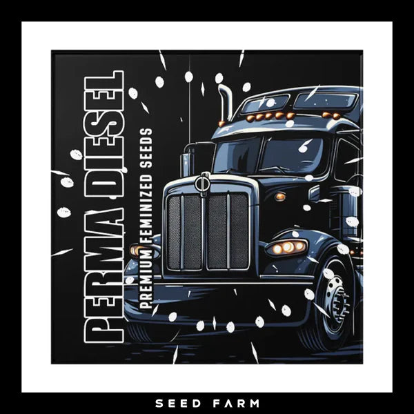 PERMA DIESEL🏆Feminized 6 Seeds