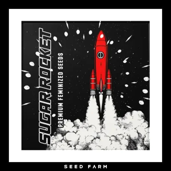 SUGAR ROCKET🏆Feminized 6 Seeds