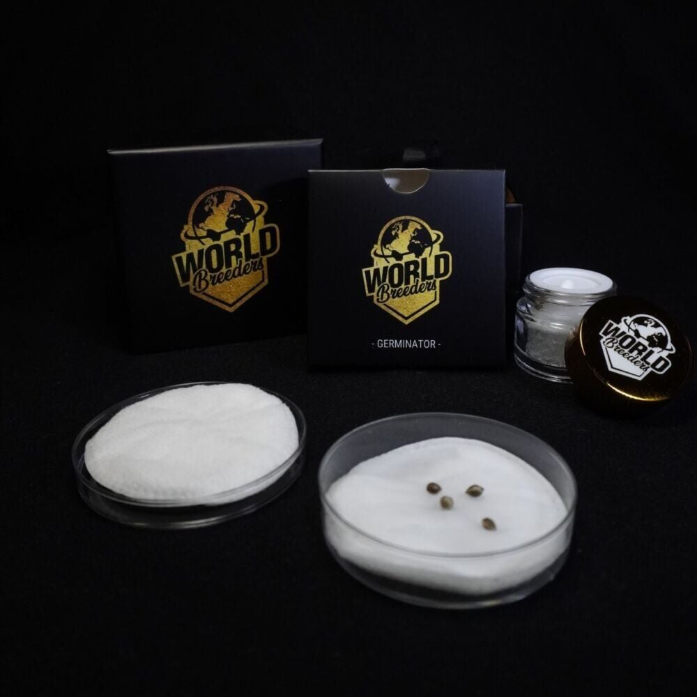 World Breeders 5 Seeds Fizzy Gum