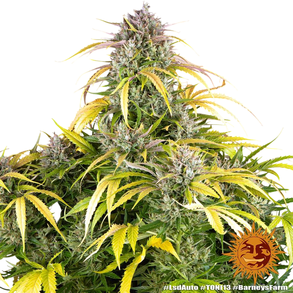 LSD Auto Strain