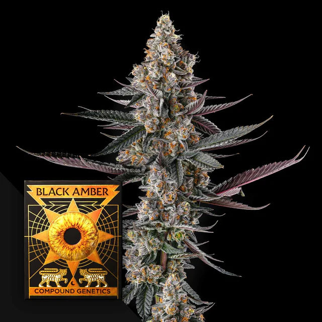 Compound Genetics , Black Amber , Shake Back , 3Seeds