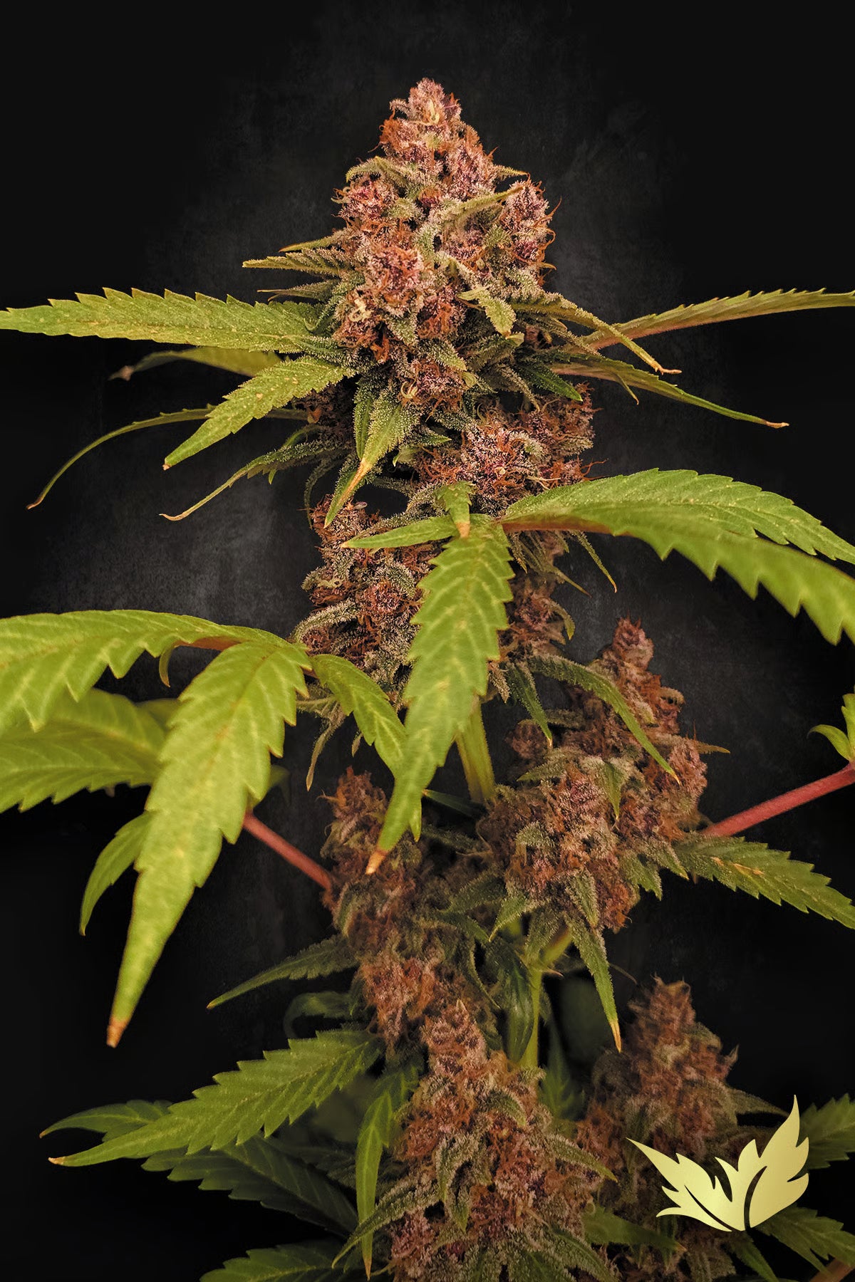 Paradise Seeds ,Banana Purple Auto