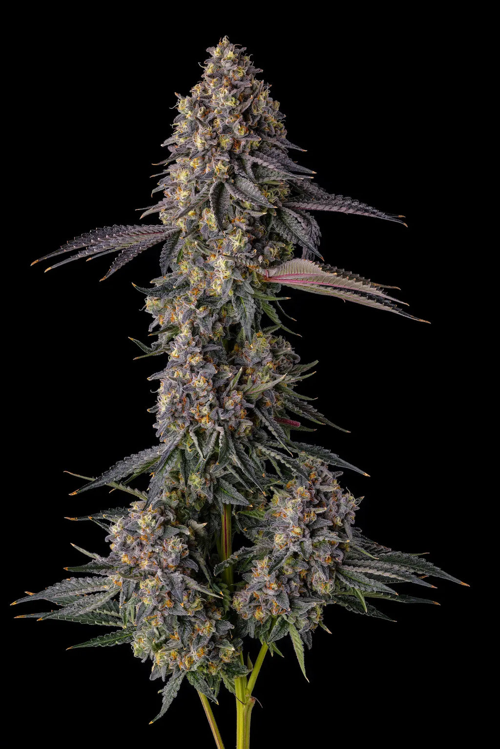 Compound , Pave Candy , Kumamotoz , 7 Seeds