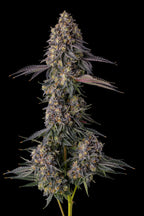 Compound , Pave Candy , Kumamotoz , 7 Seeds