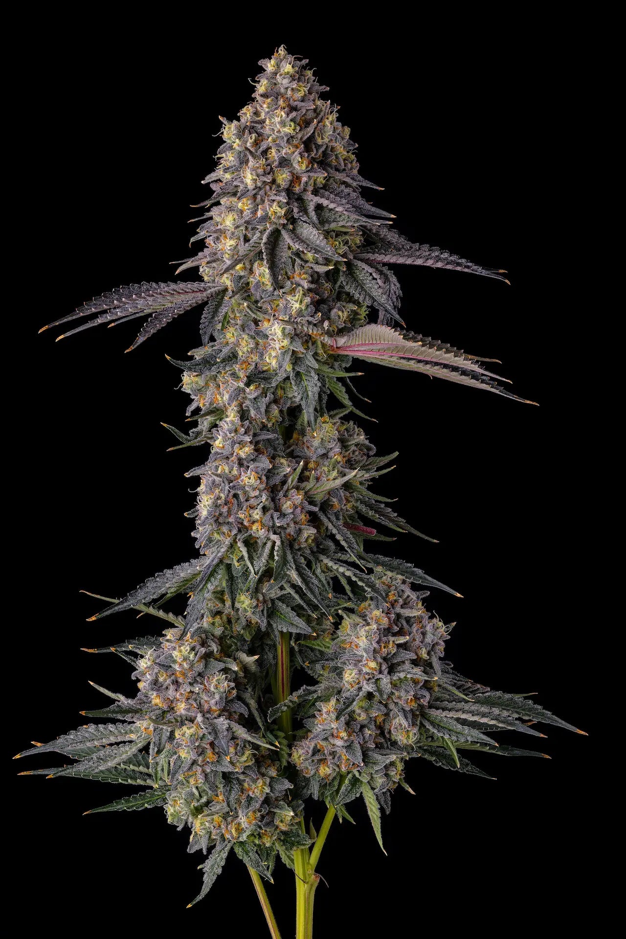 Compound , Pave Candy , Kumamotoz , 7 Seeds