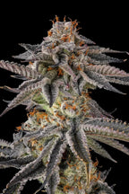 Compount Genetics , Black Amber-collectie , JAHrassic