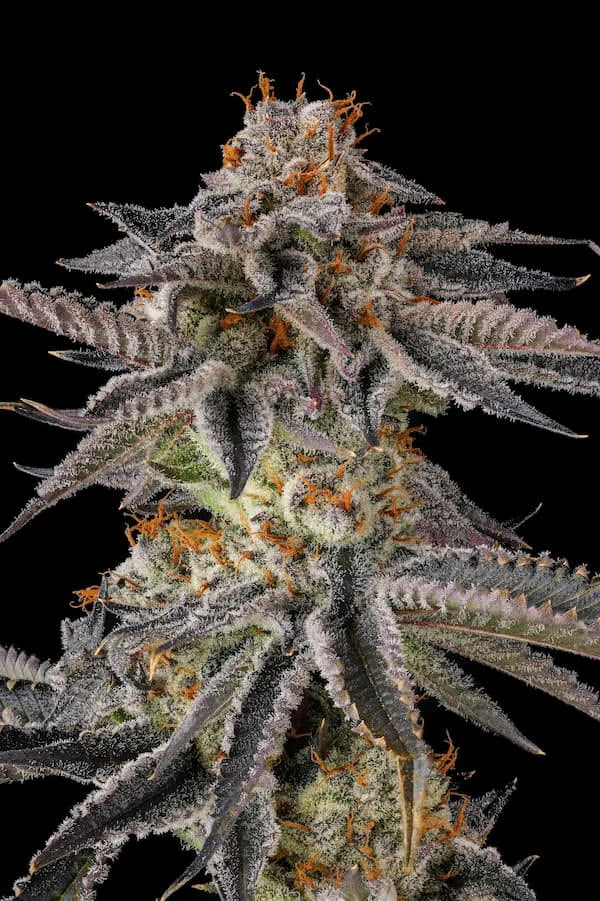 Compount Genetics , Black Amber-collectie , JAHrassic
