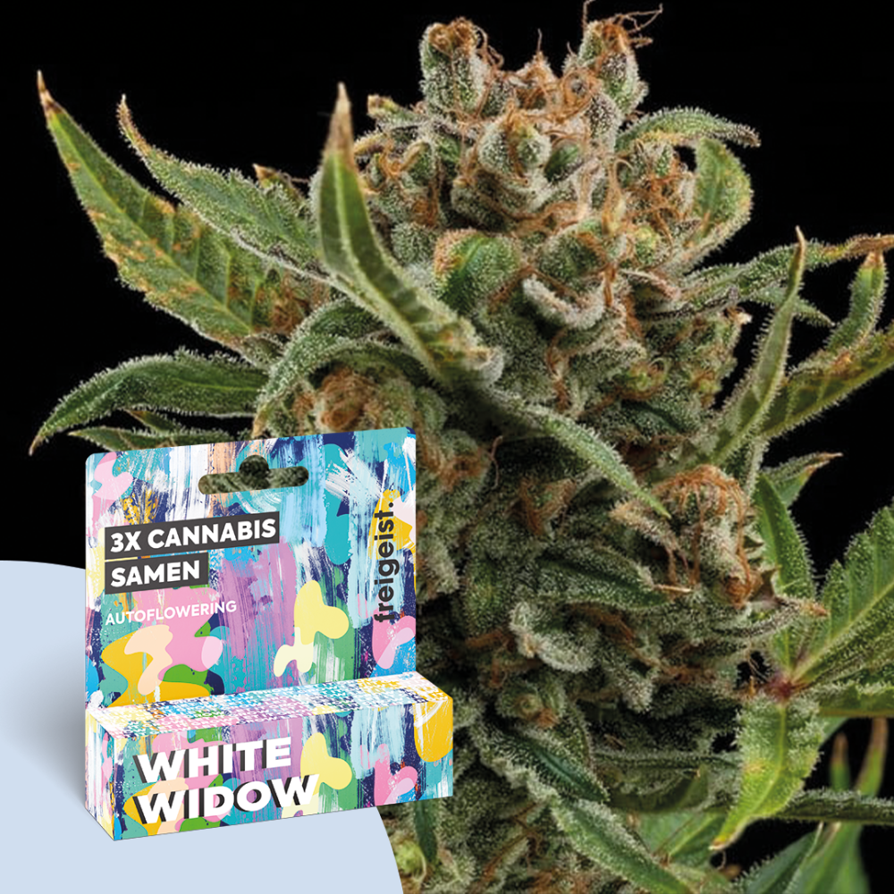 Feminisiert "White Widow" 3 Stück
