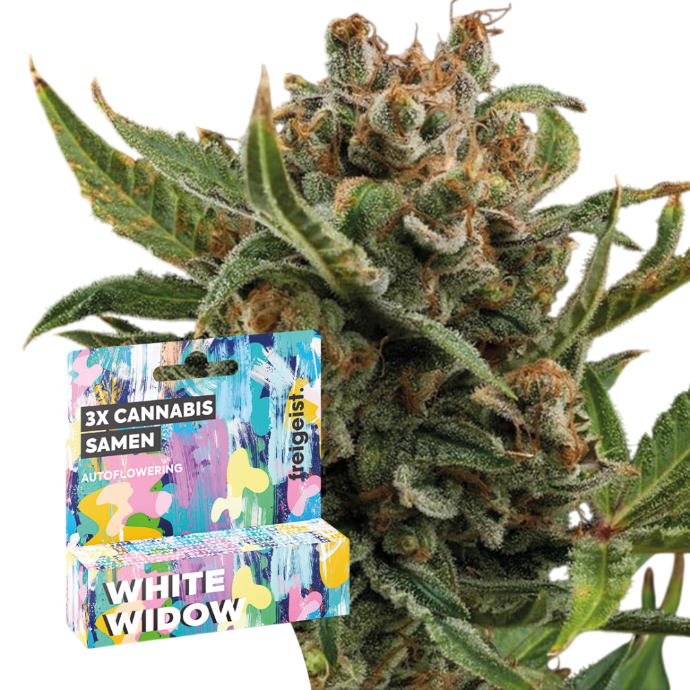 Feminisiert "White Widow" 3 Stück