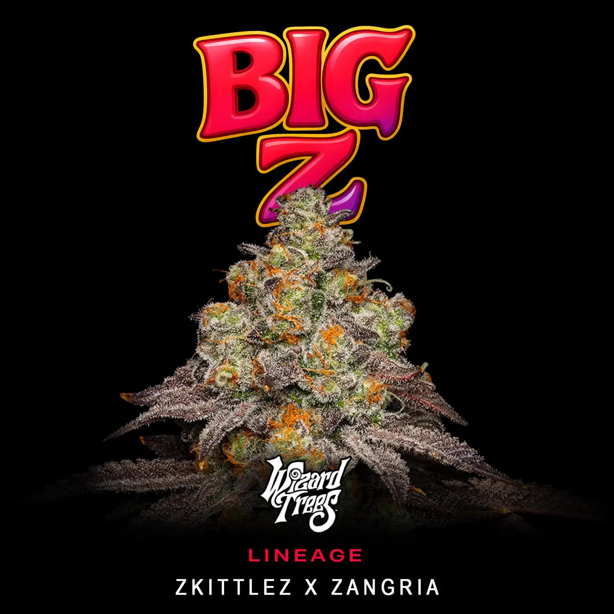 Big Z🏆Feminized 3 Seeds