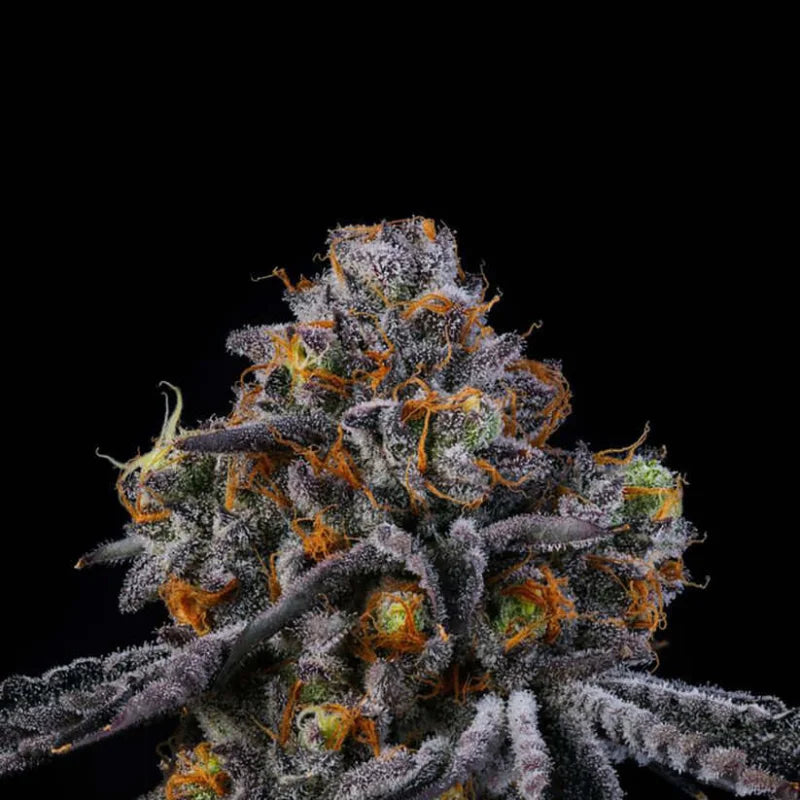 RODEO🏆Feminized 6 Seeds
